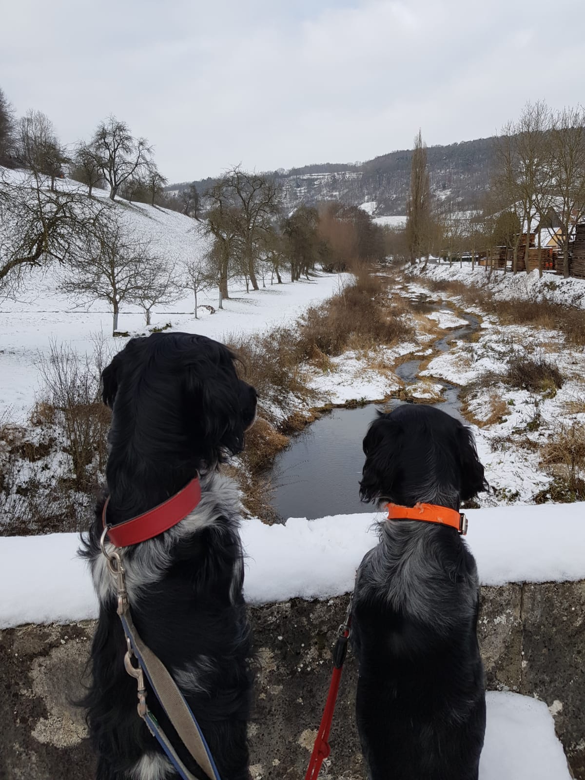 Zwei Hunde auf einer Brücke mit Blick über ein winterliches Tal